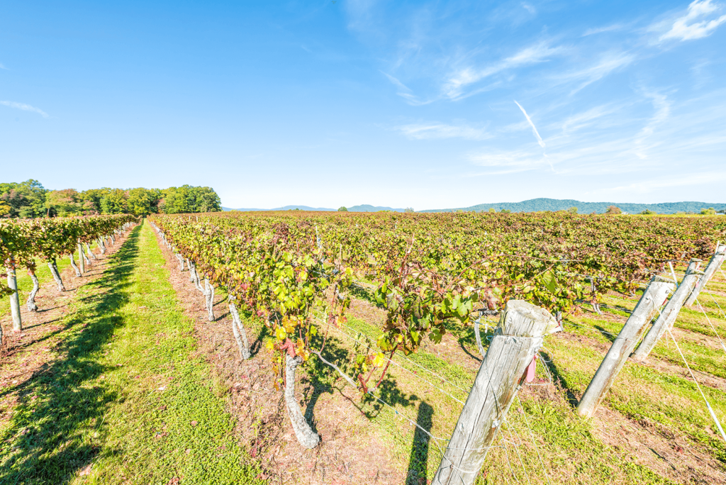 Loudoun wineries and vineyard