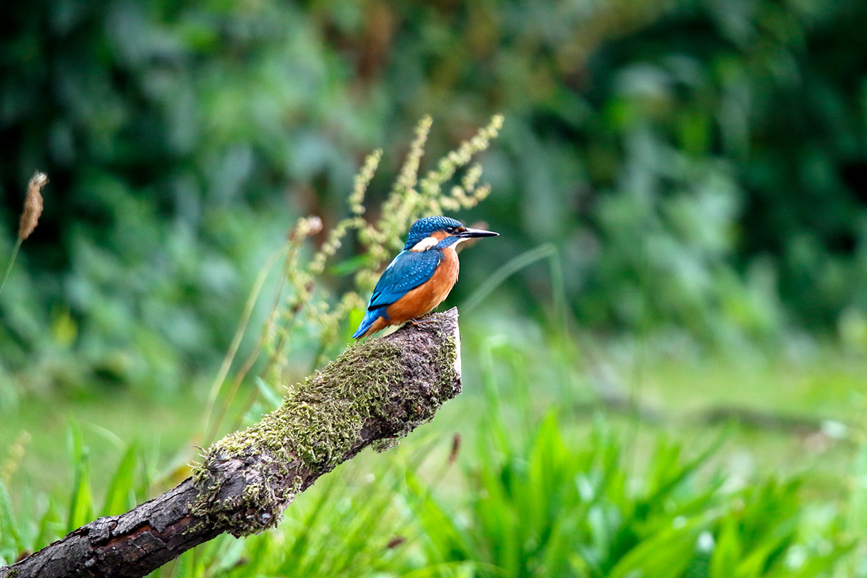 Wildlife Conservation - Loudouner