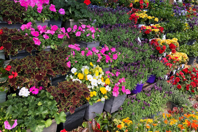 Spring 2025 Events & Activities Around Loudoun County