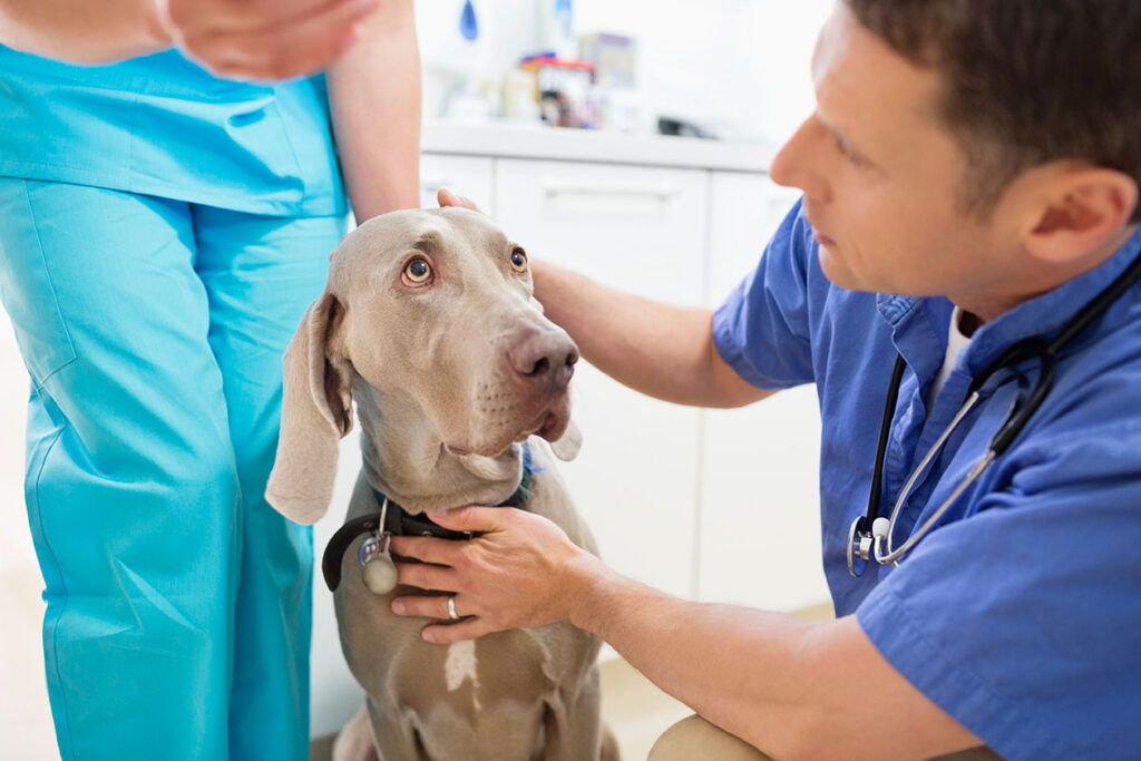 Loudoun vet care